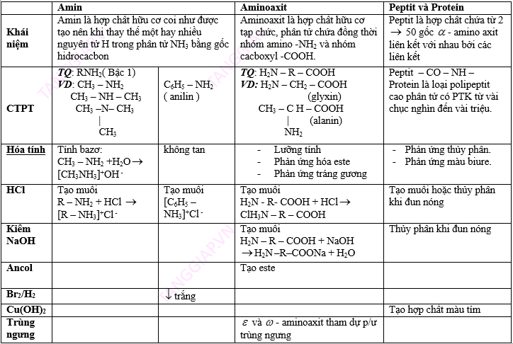 AMIN – AMINO AXIT - PROTEIN.png