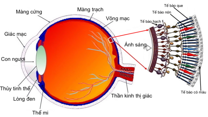 mắt và các tật của mắt.png