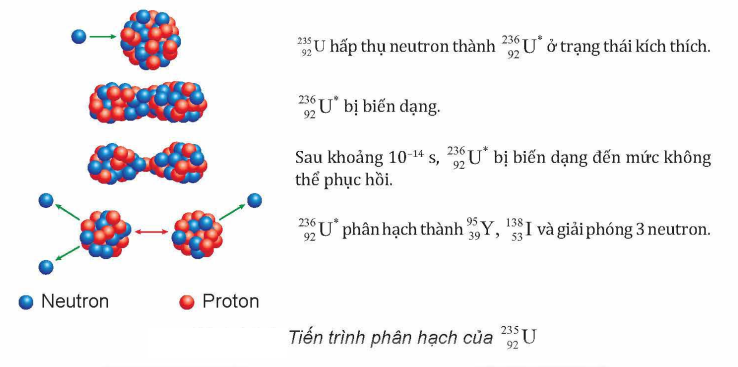 Sự phân hạch uranium.png